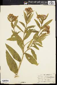 Asclepias incarnata var. pulchra image