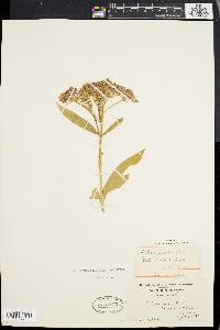 Asclepias incarnata var. pulchra image