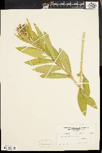 Asclepias incarnata var. pulchra image