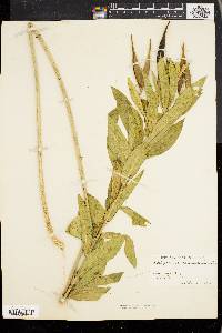 Asclepias incarnata var. pulchra image