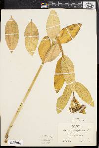 Asclepias purpurascens image