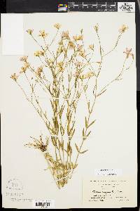 Sabatia campanulata image