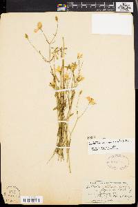 Sabatia campanulata image