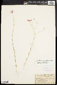 Sabatia campanulata image