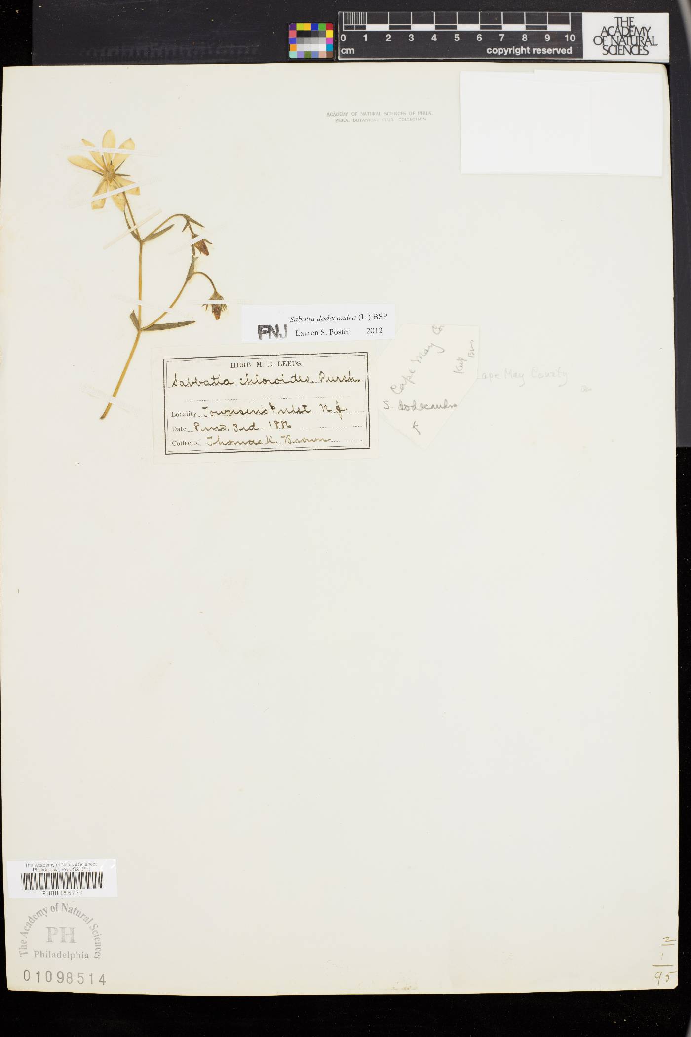 Sabatia dodecandra image