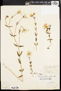 Sabatia dodecandra image