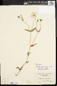 Sabatia dodecandra image