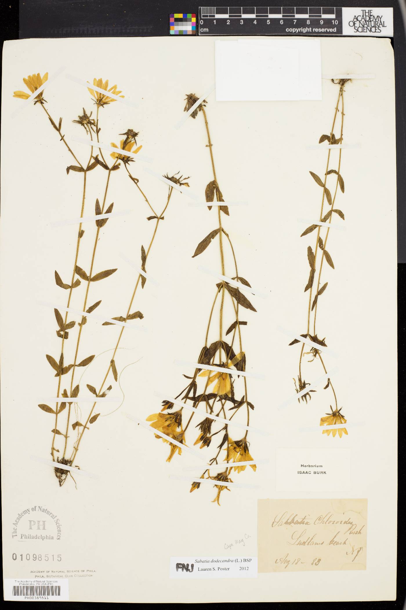 Sabatia dodecandra image