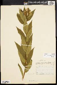 Amsonia tabernaemontana image