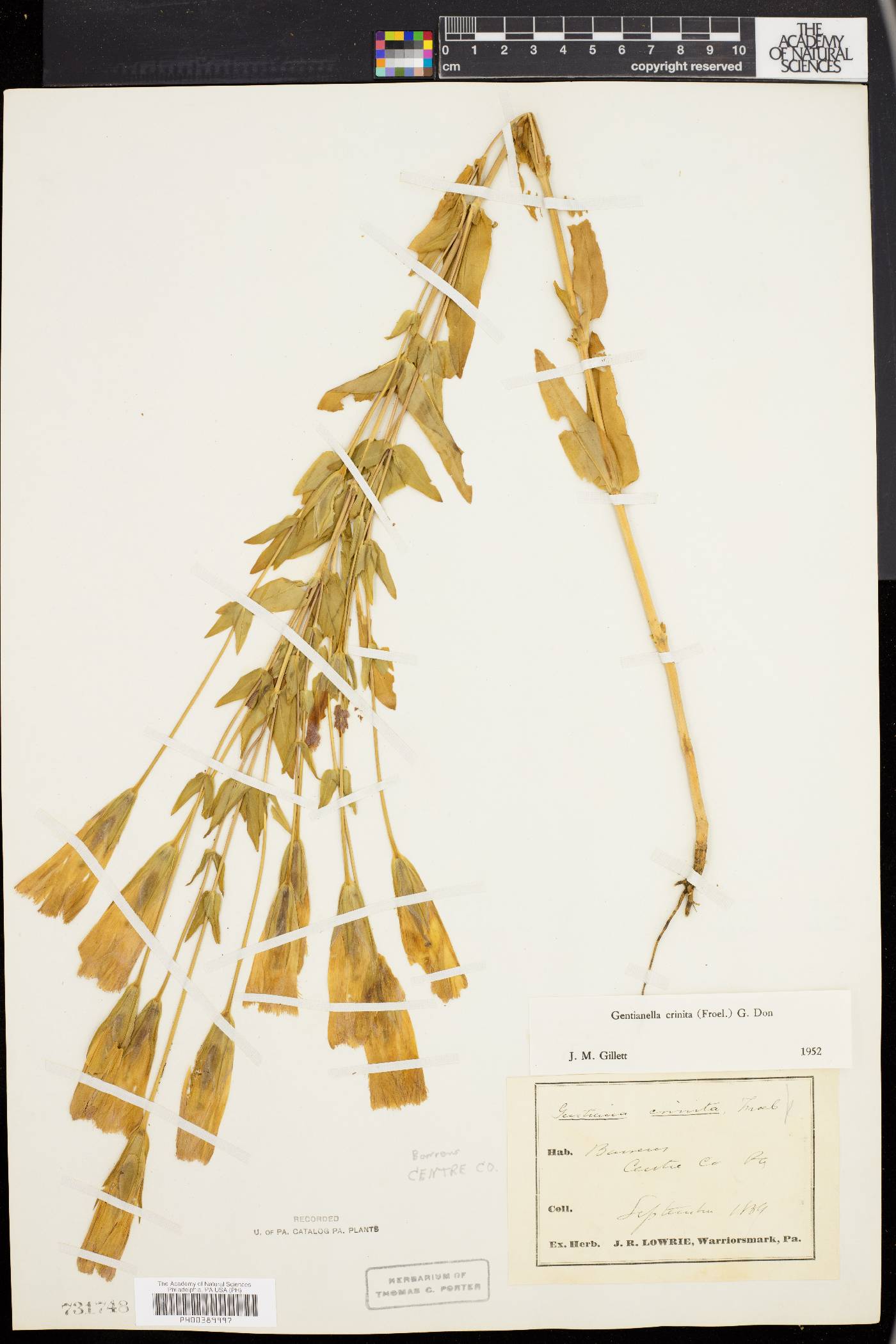 Gentianella crinita image