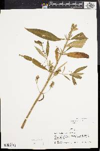 Lysimachia thyrsiflora image