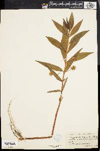 Lysimachia thyrsiflora image