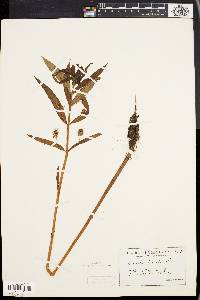 Lysimachia thyrsiflora image