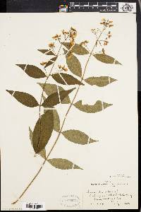 Lysimachia vulgaris image