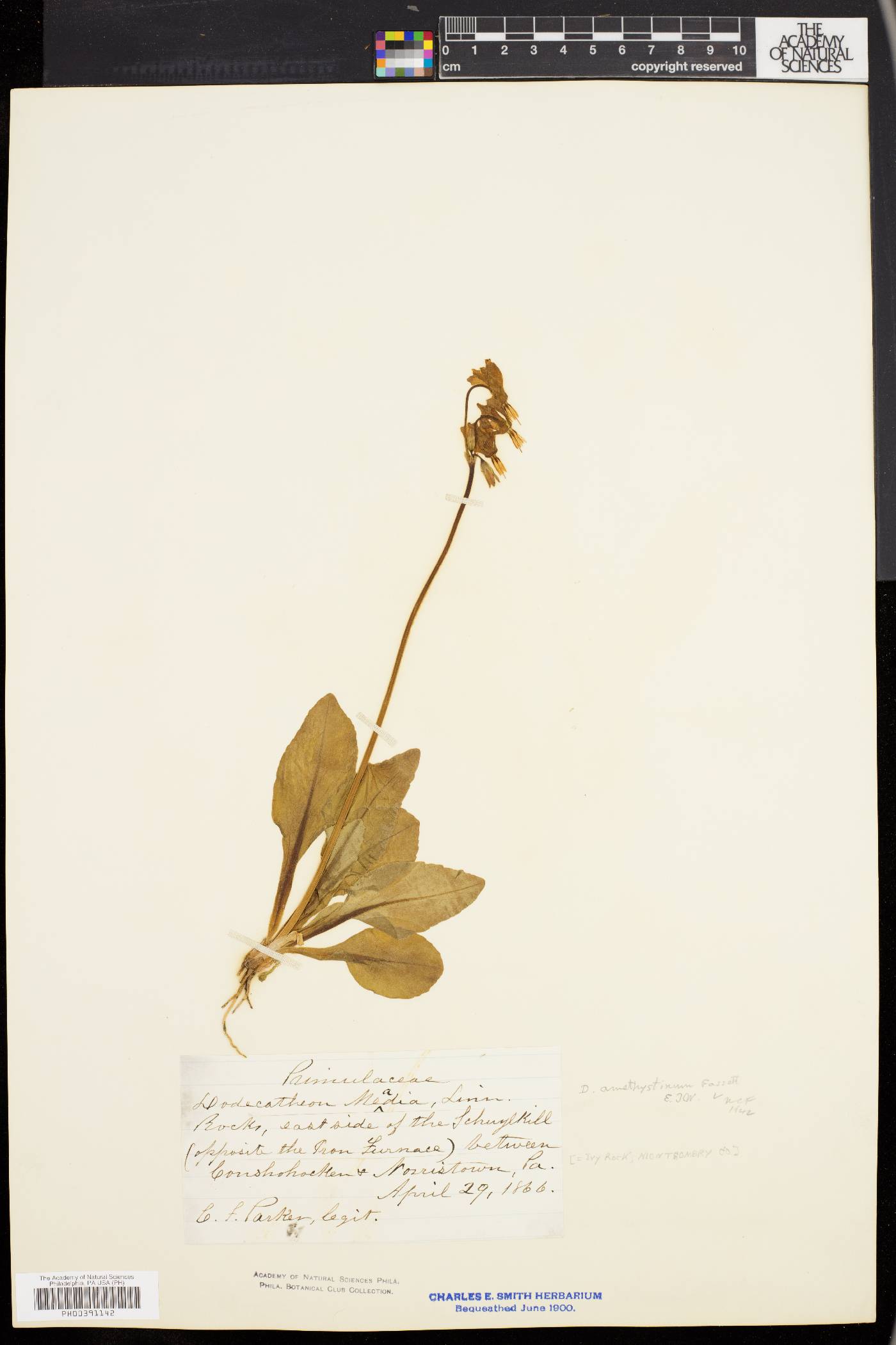 Dodecatheon amethystinum image