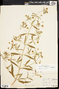 Lysimachia hybrida image