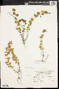 Lysimachia nummularia image