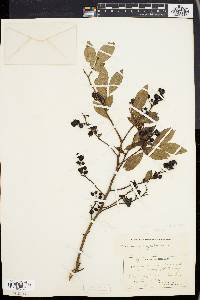 Vaccinium atrococcum image