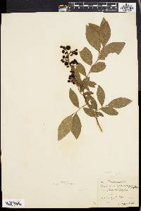 Vaccinium atrococcum image