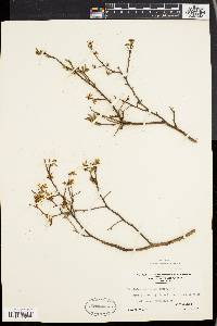 Vaccinium atrococcum image