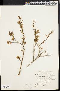 Vaccinium atrococcum image