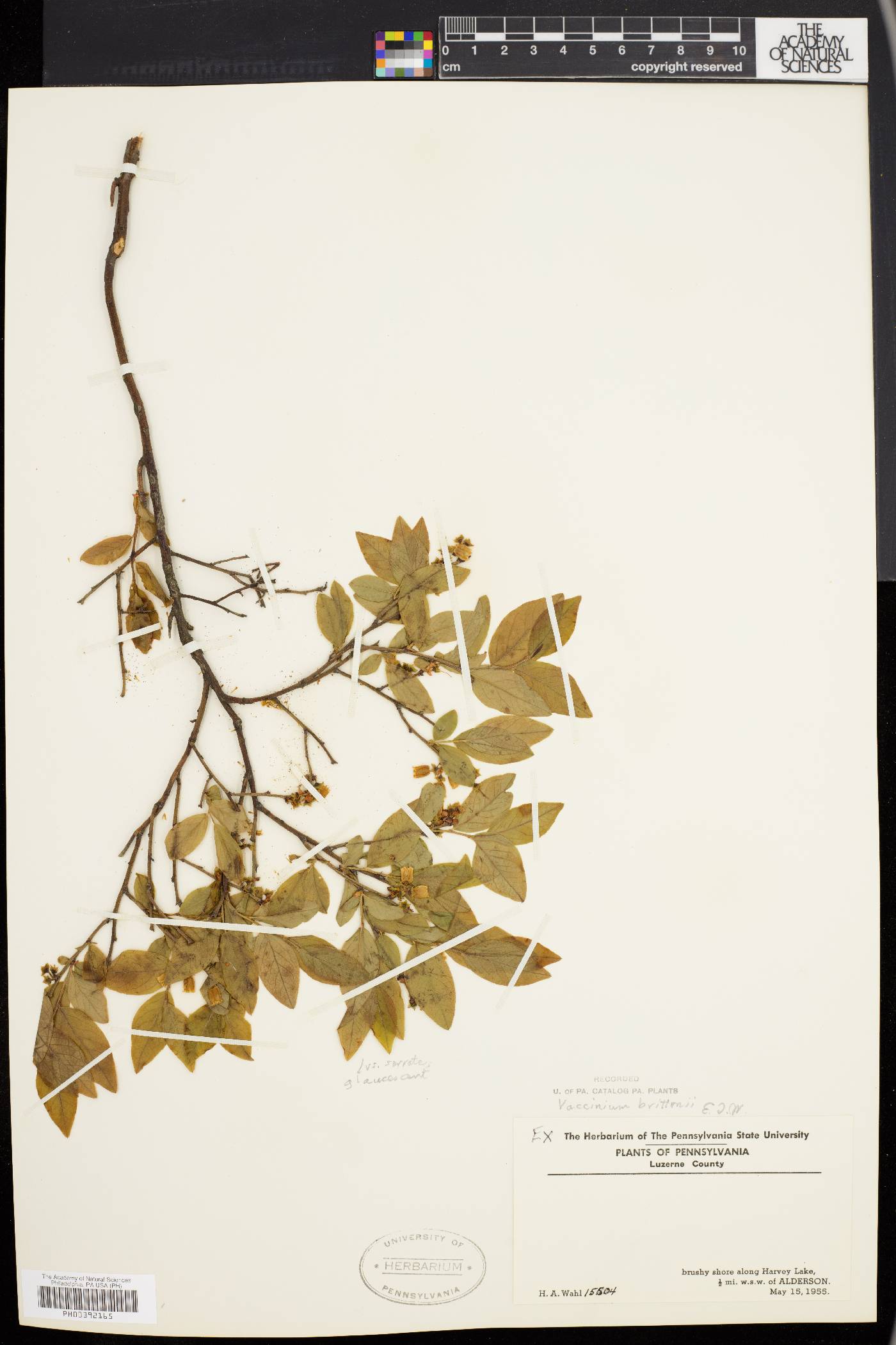 Vaccinium brittonii image