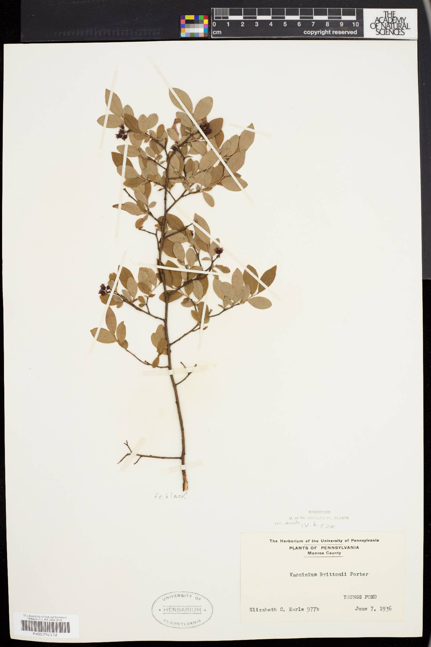 Vaccinium brittonii image