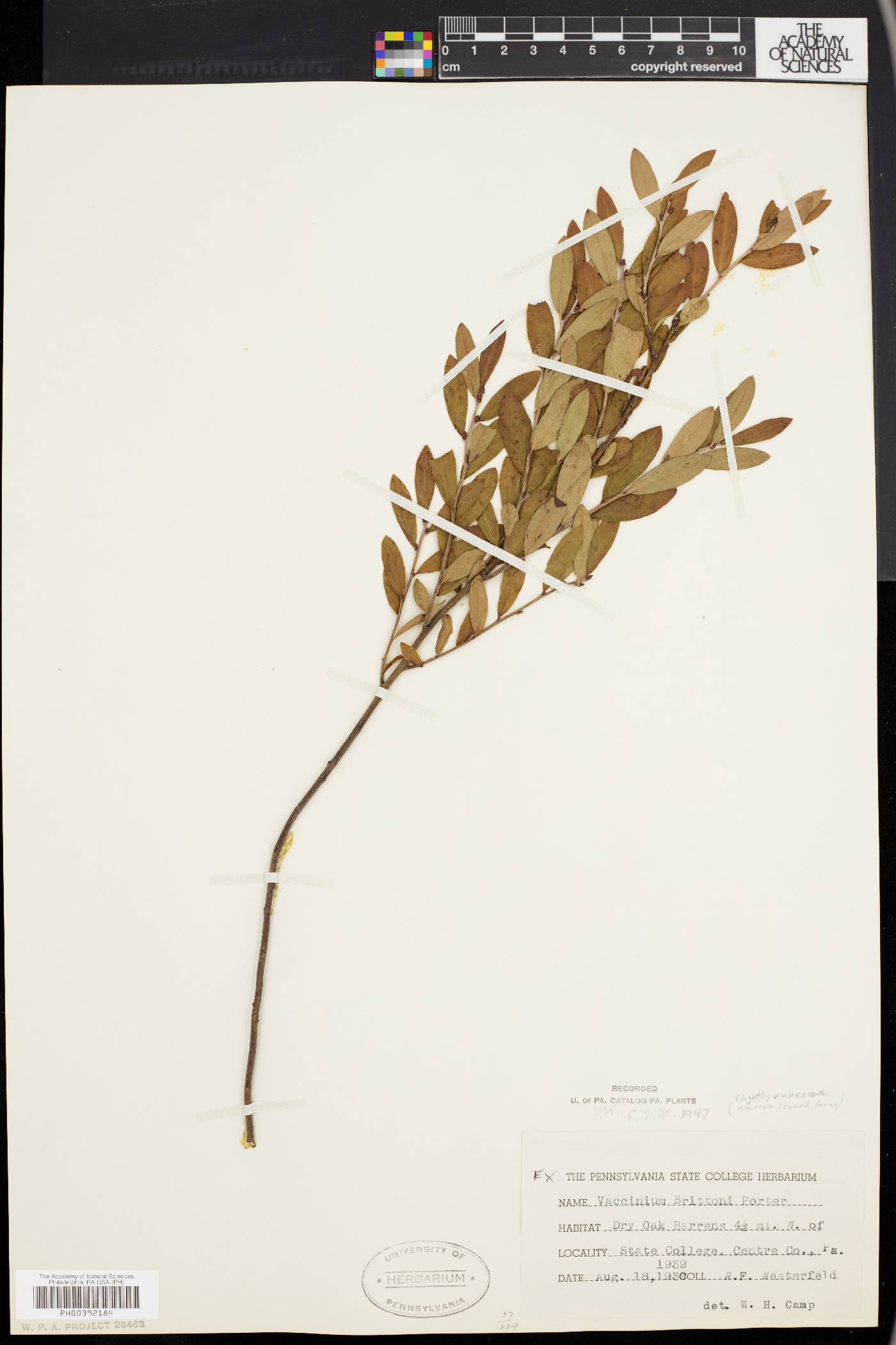 Vaccinium brittonii image