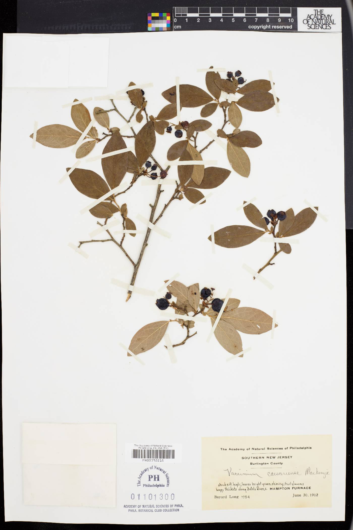 Vaccinium caesariense image