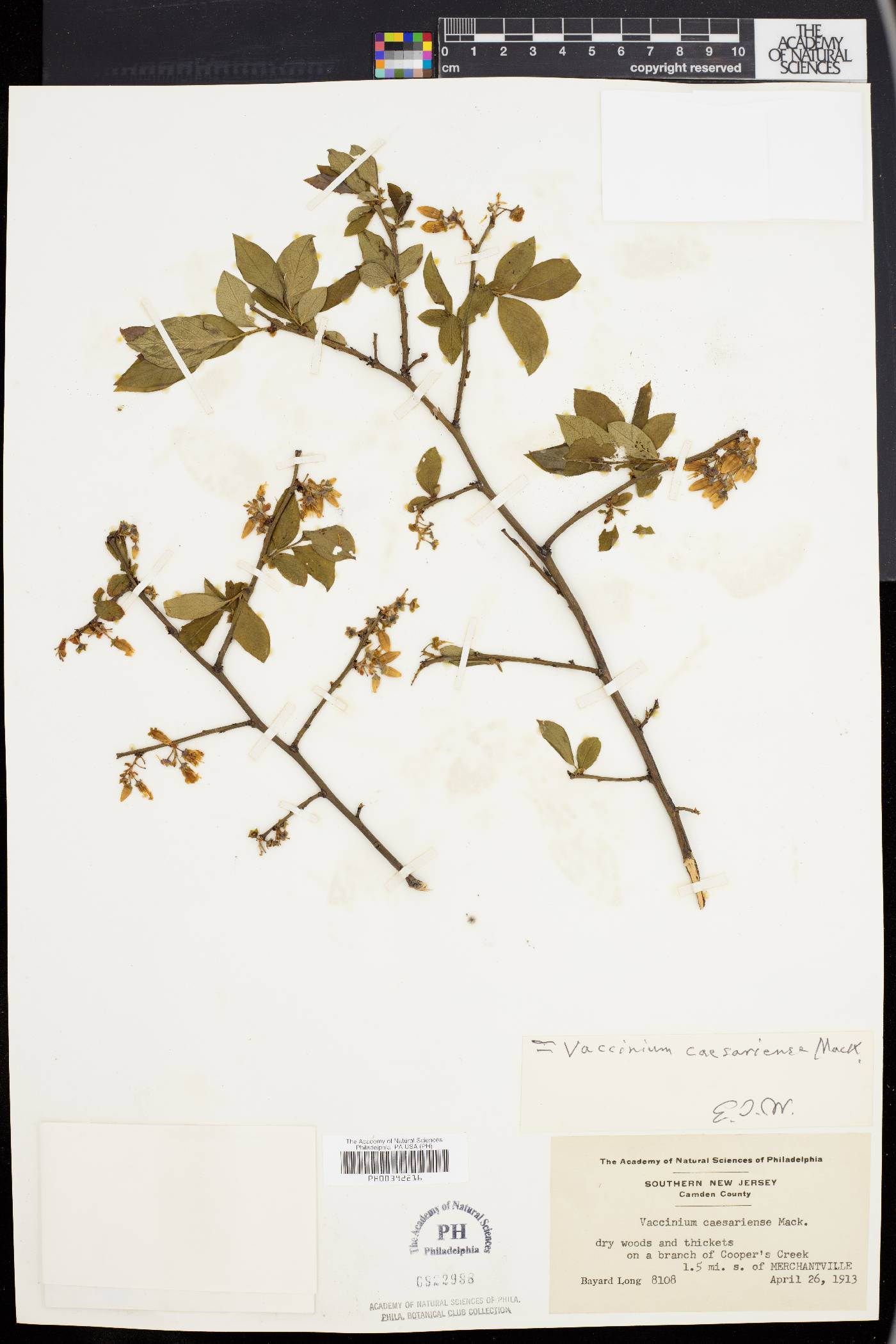 Vaccinium caesariense image