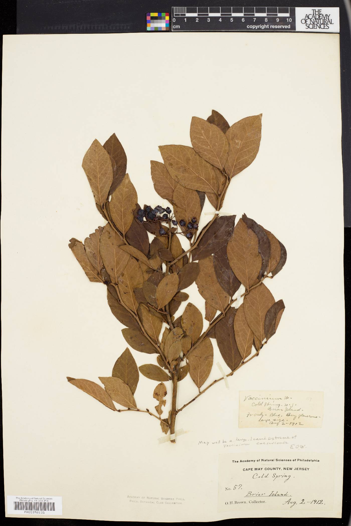 Vaccinium caesariense image