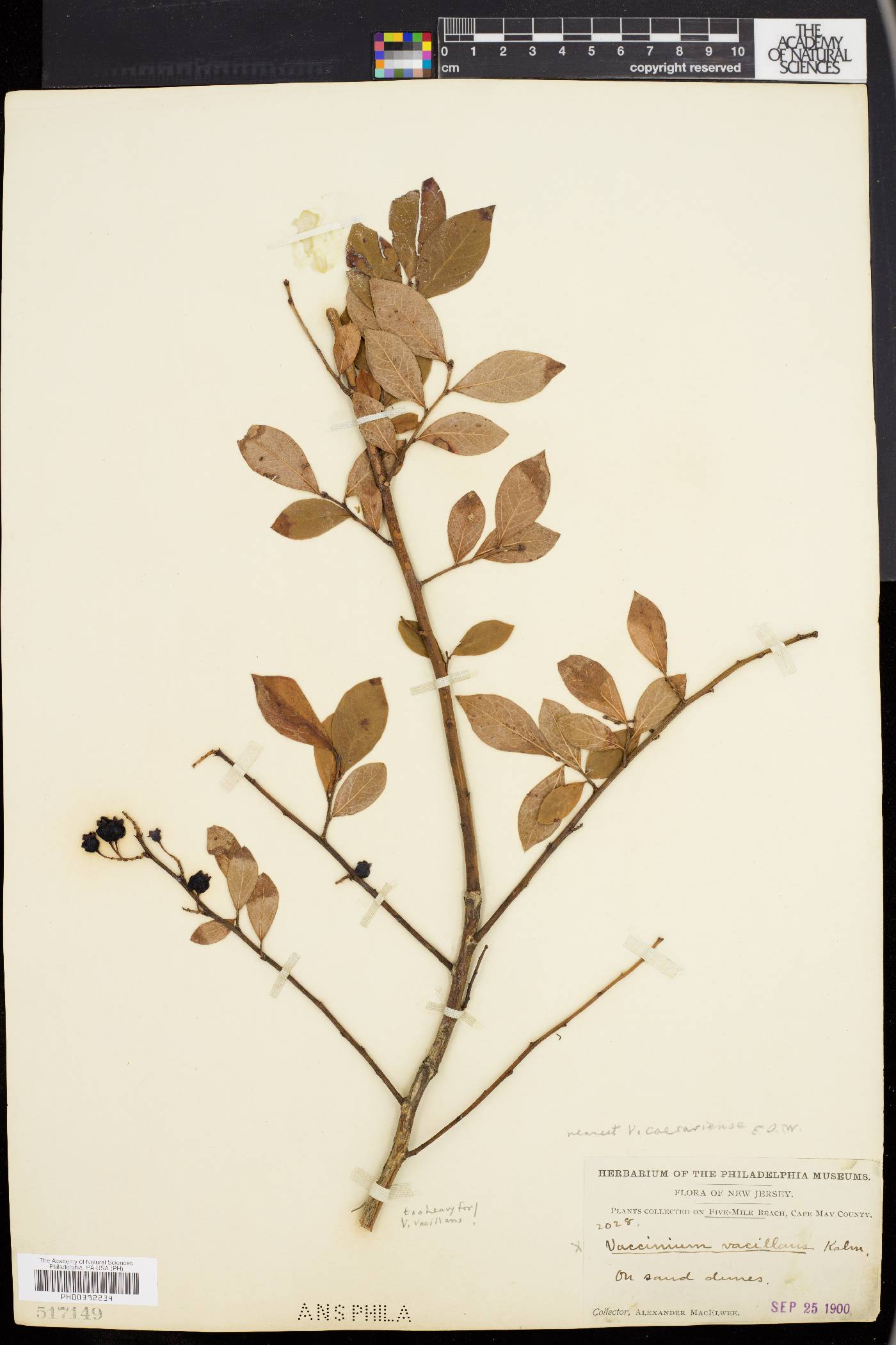 Vaccinium caesariense image