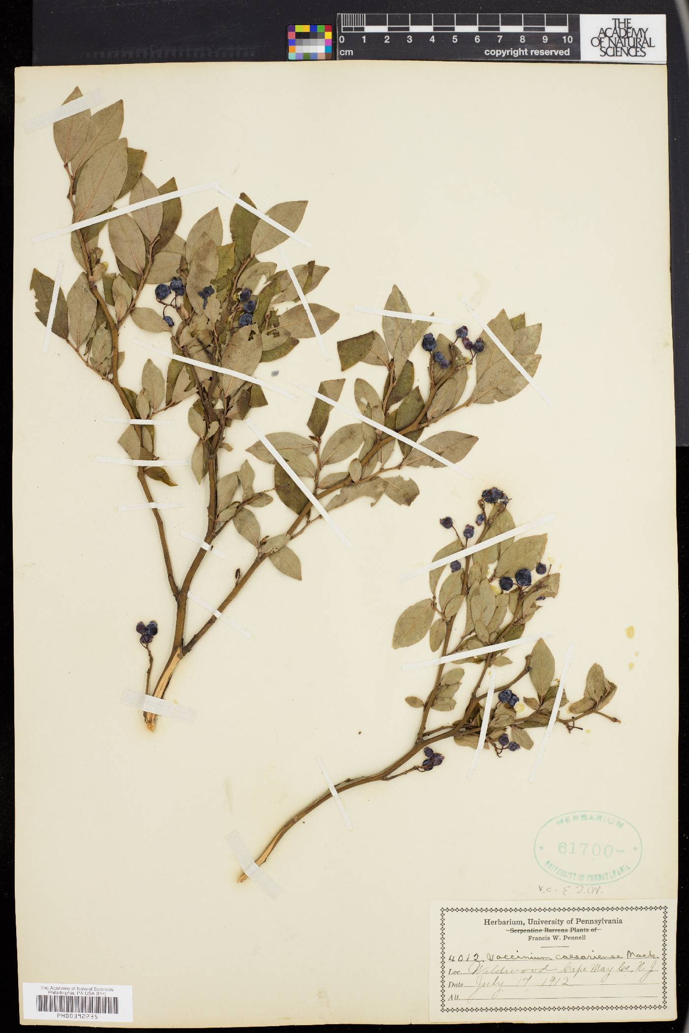 Vaccinium caesariense image