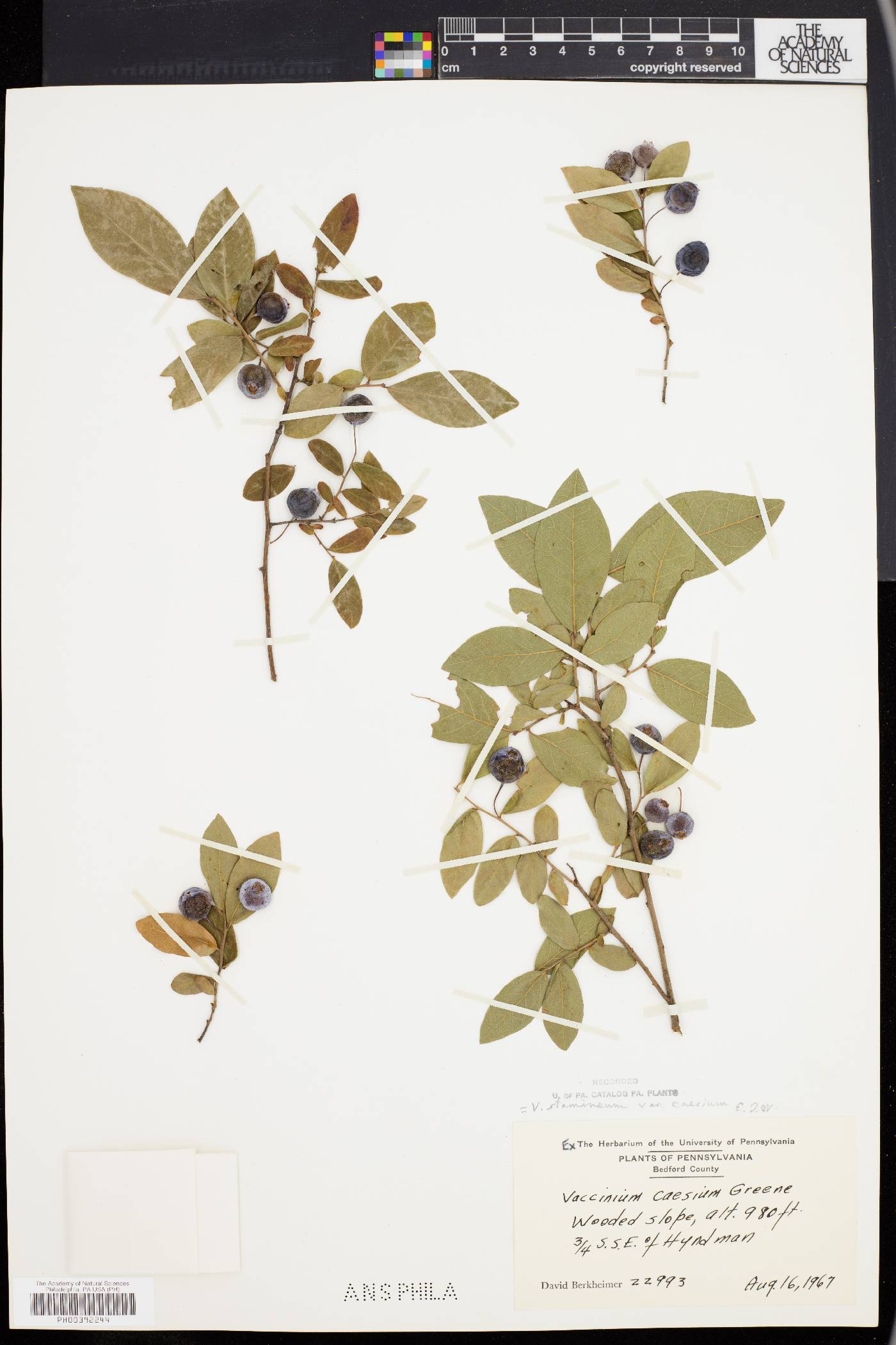 Vaccinium caesium image