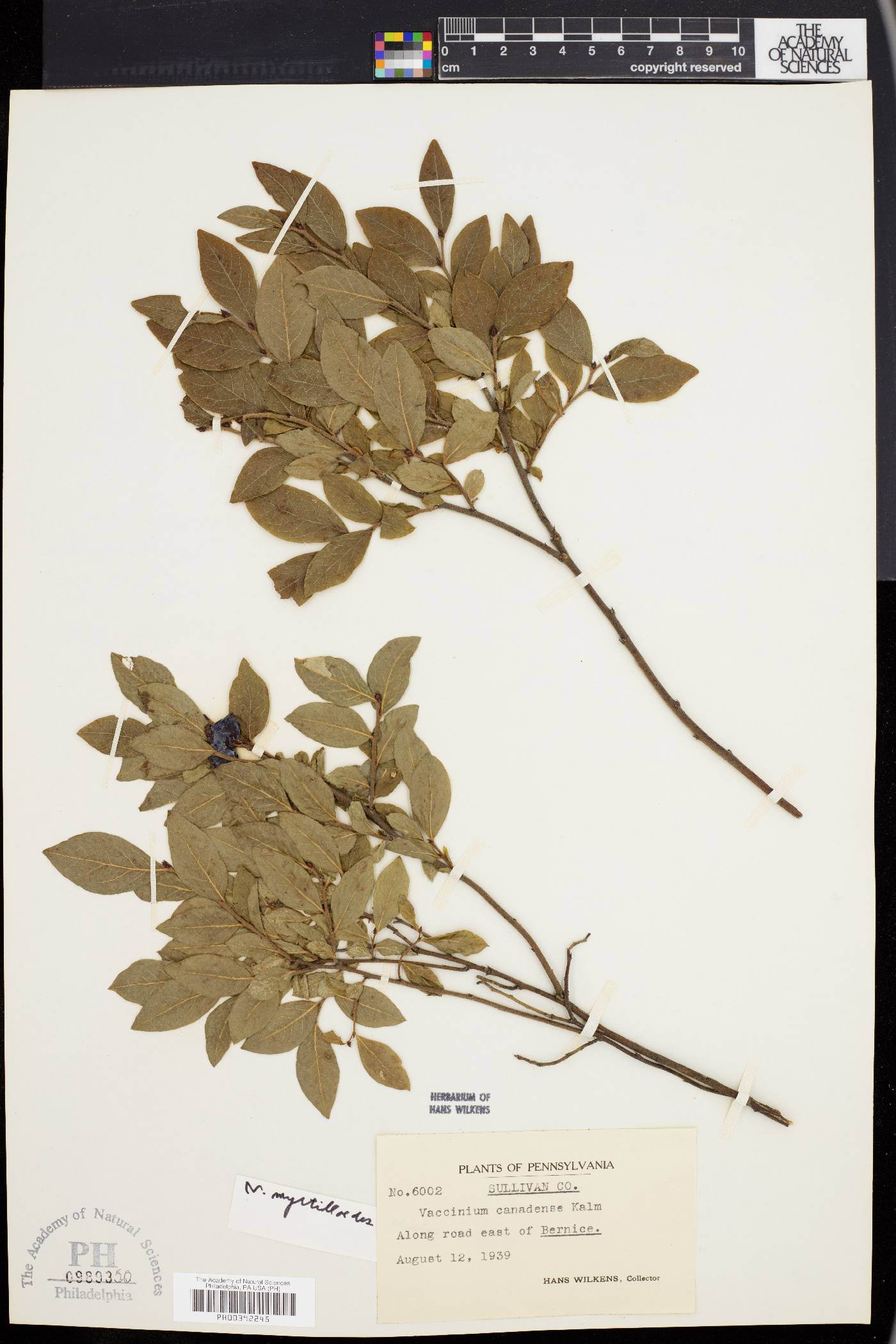 Vaccinium canadense image
