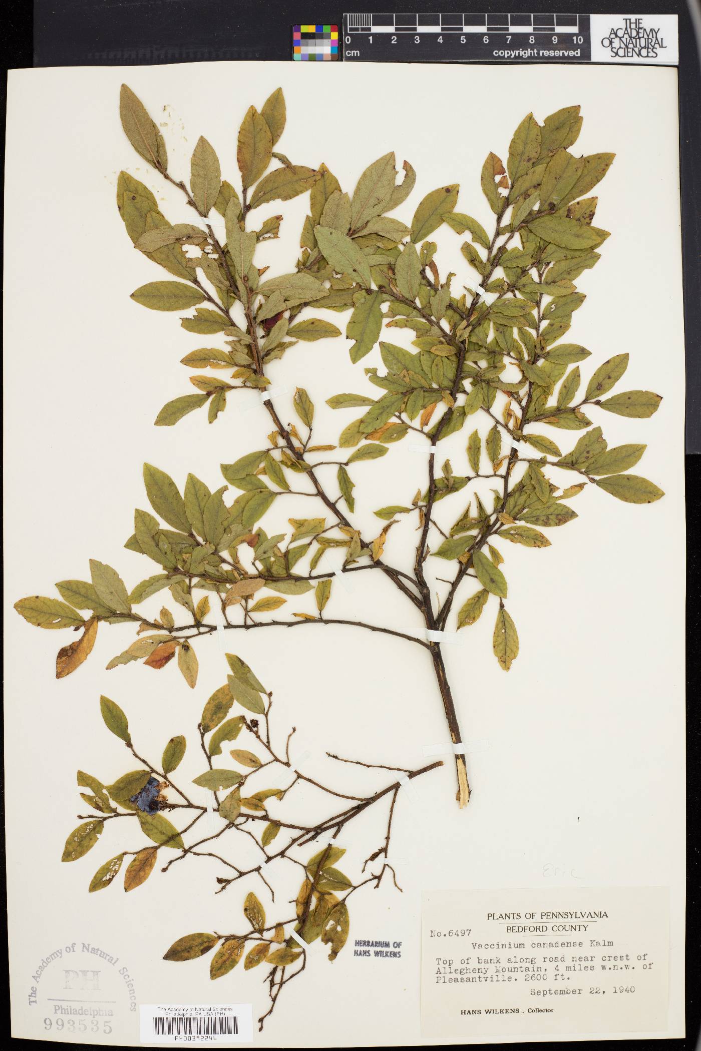 Vaccinium canadense image