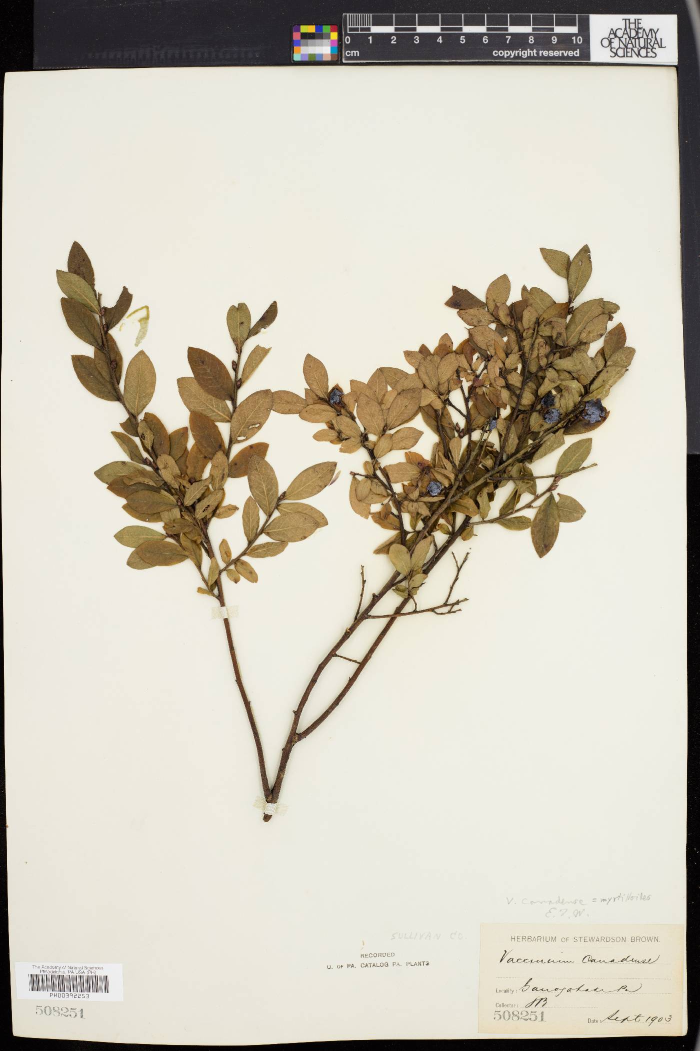 Vaccinium canadense image