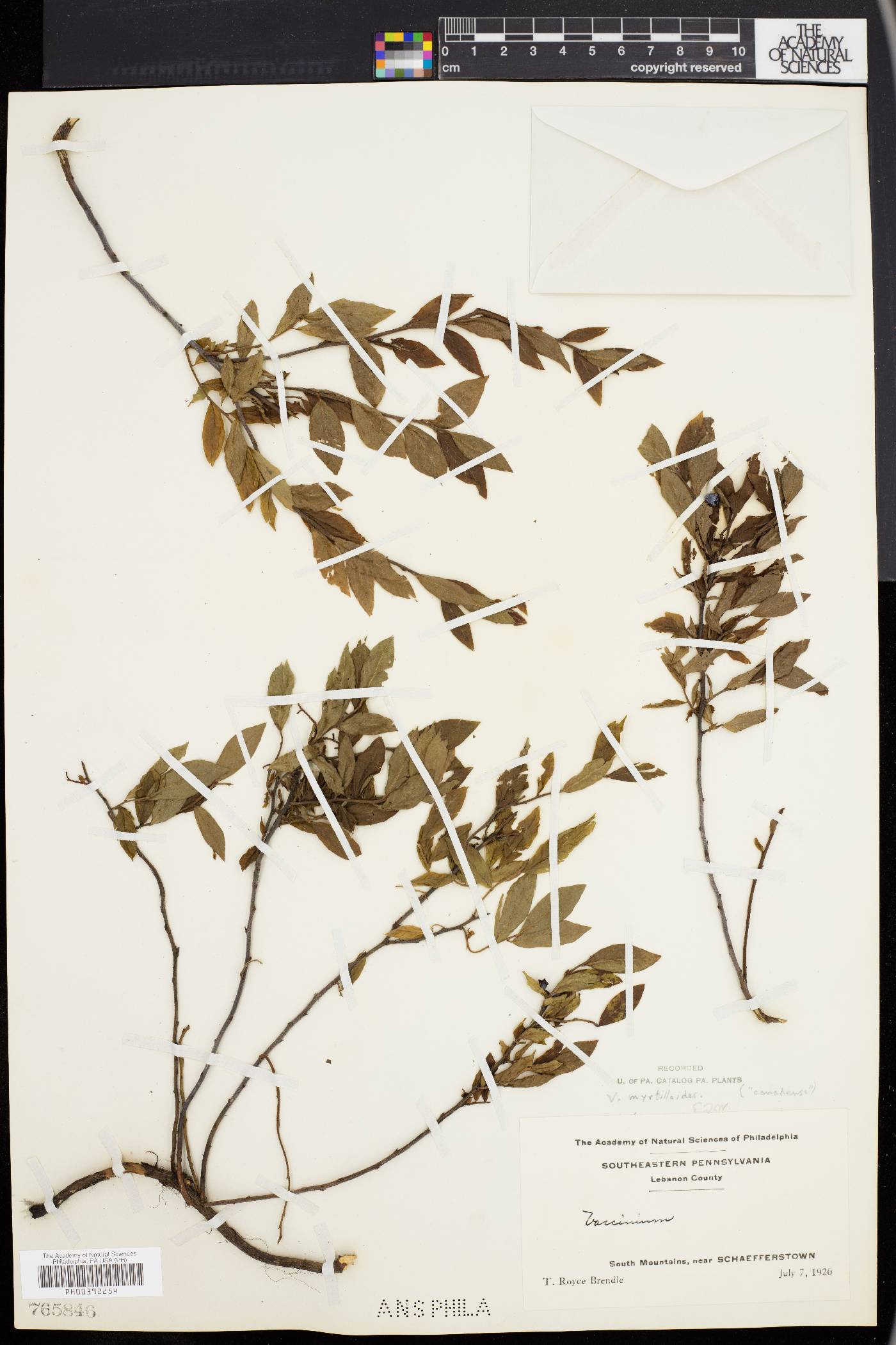Vaccinium canadense image