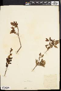 Vaccinium angustifolium image