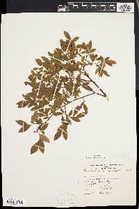 Vaccinium angustifolium image