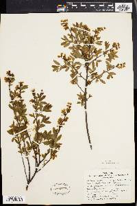 Vaccinium angustifolium image