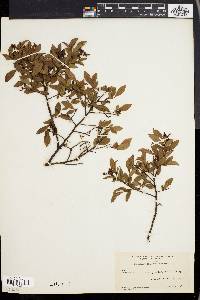 Vaccinium angustifolium image