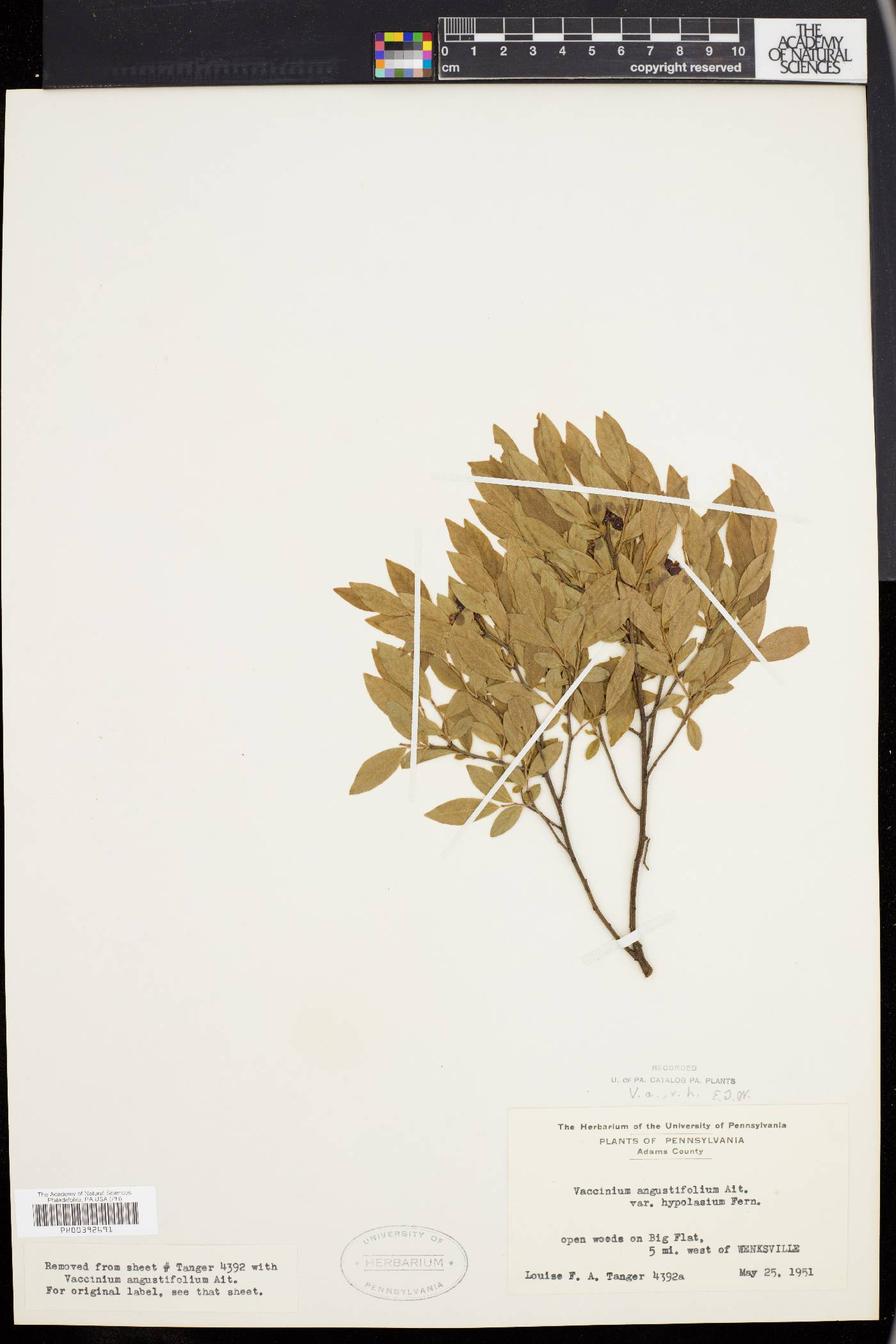 Vaccinium angustifolium var. hypolasium image