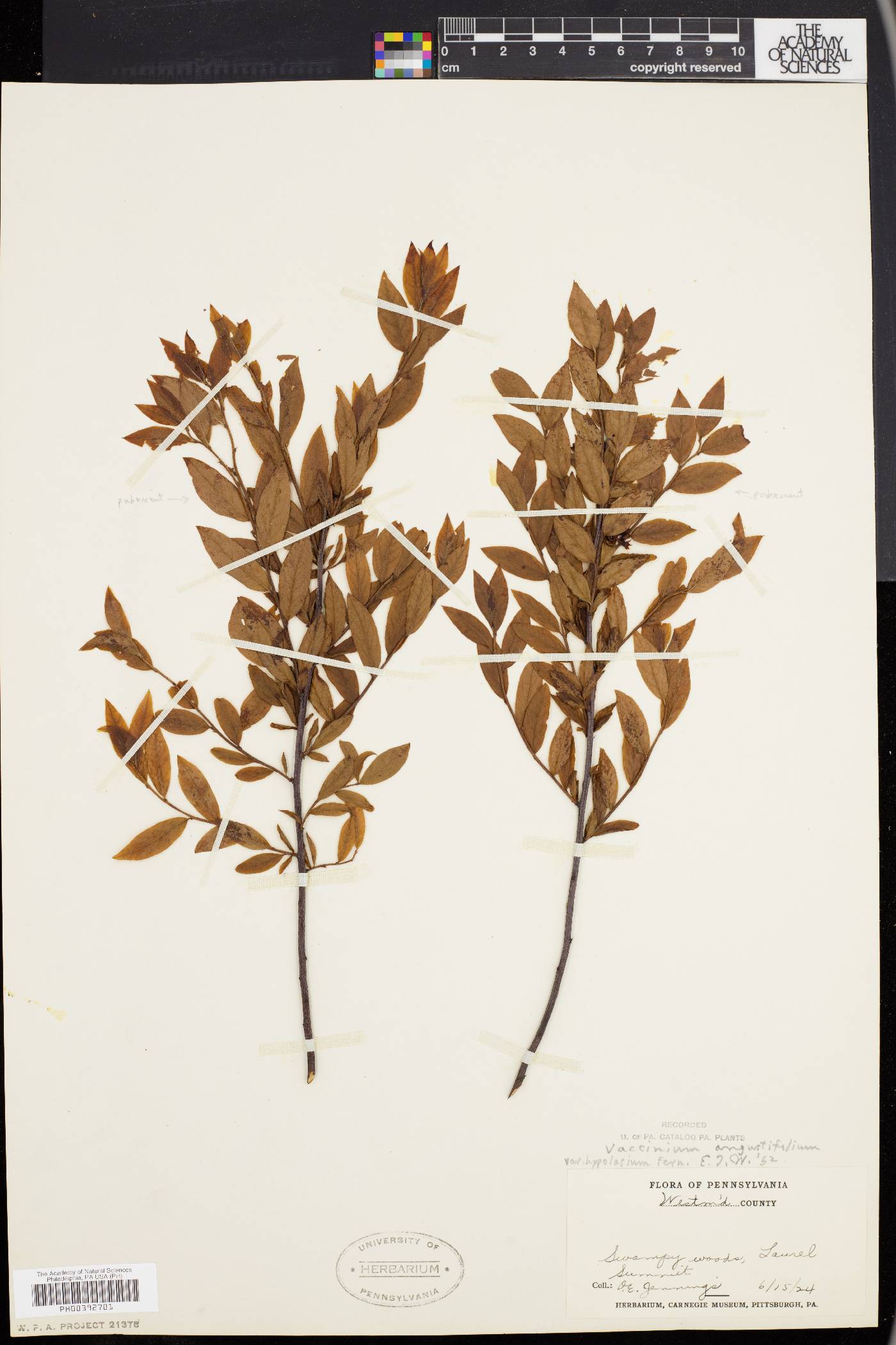 Vaccinium angustifolium var. hypolasium image