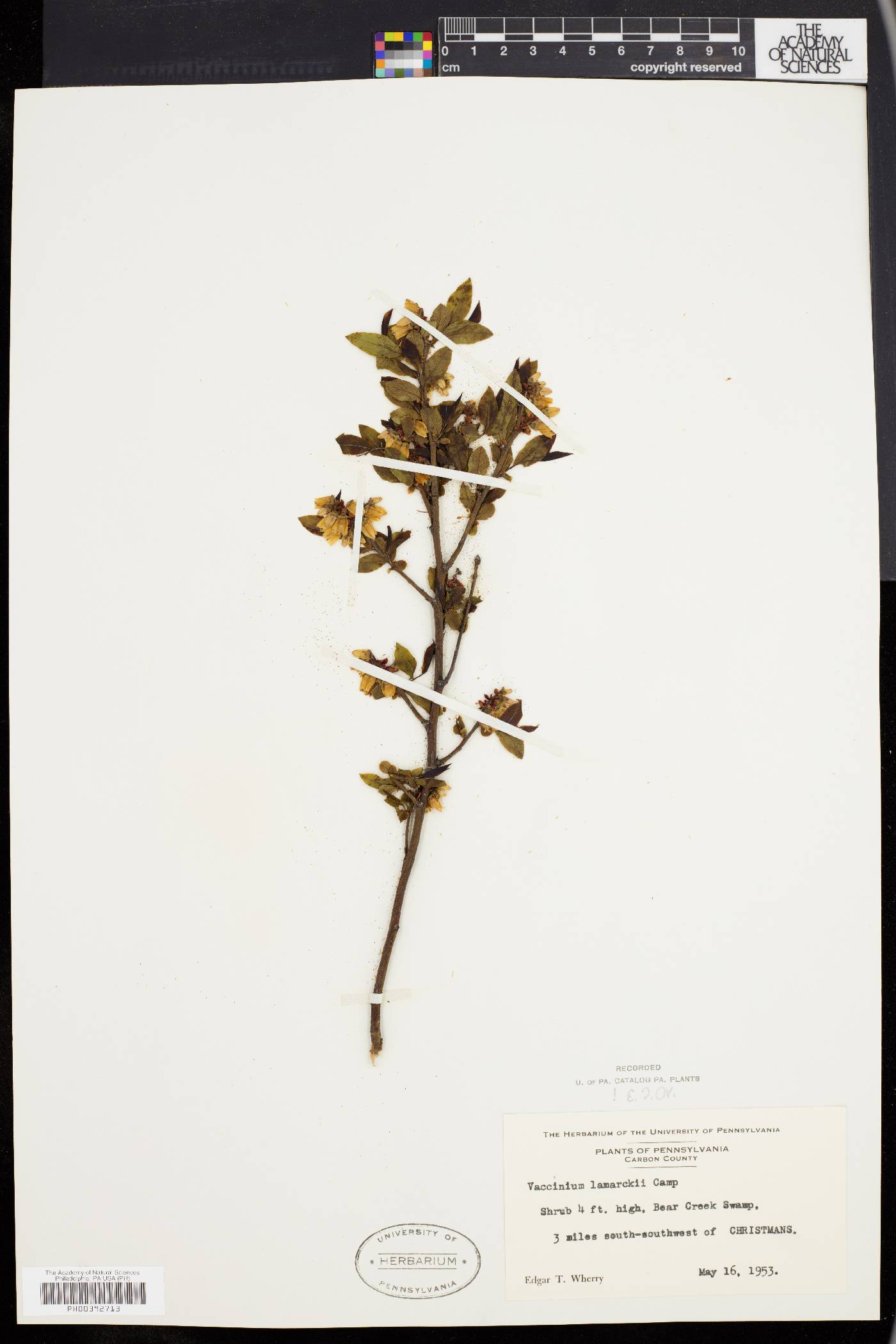 Vaccinium lamarckii image