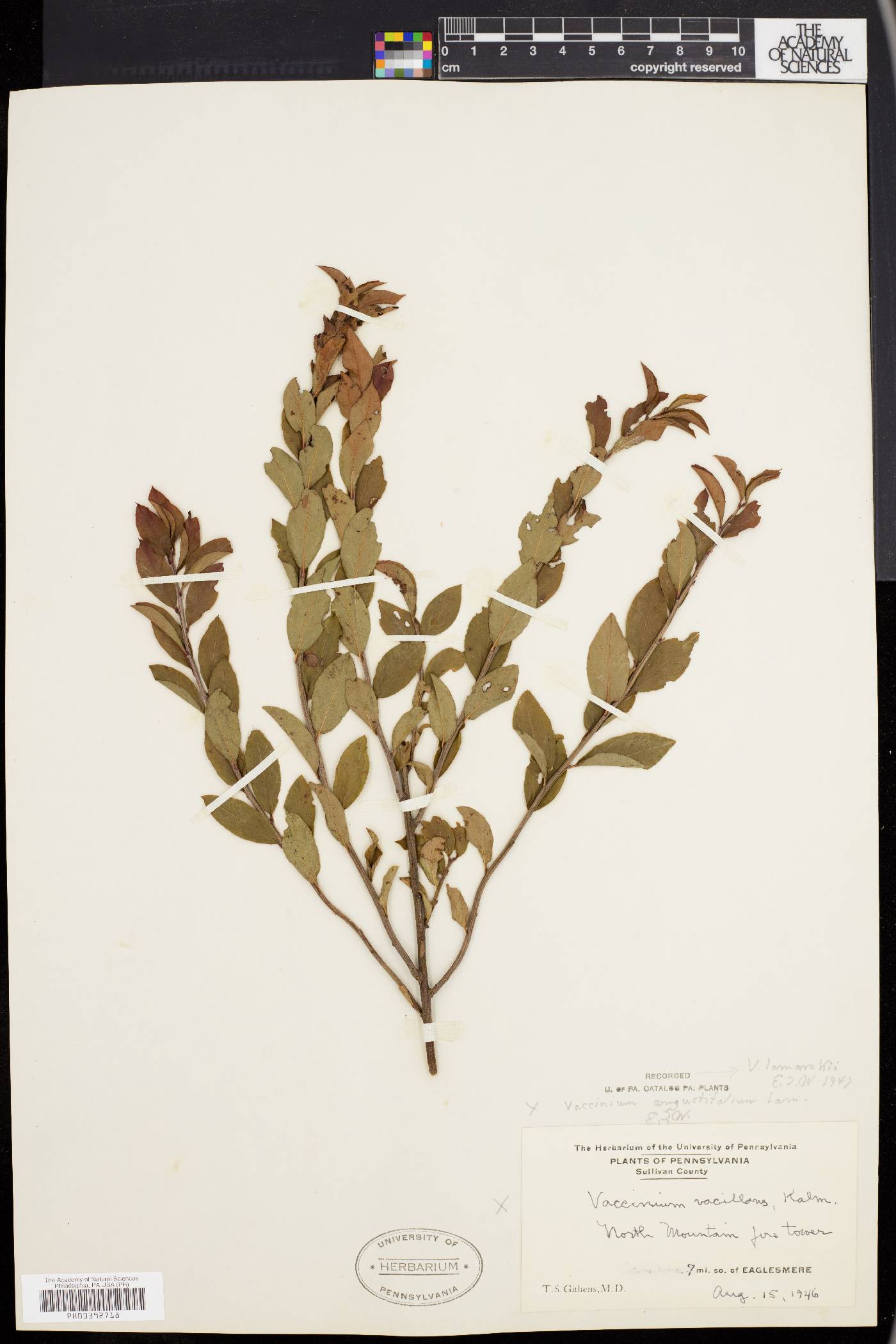 Vaccinium lamarckii image