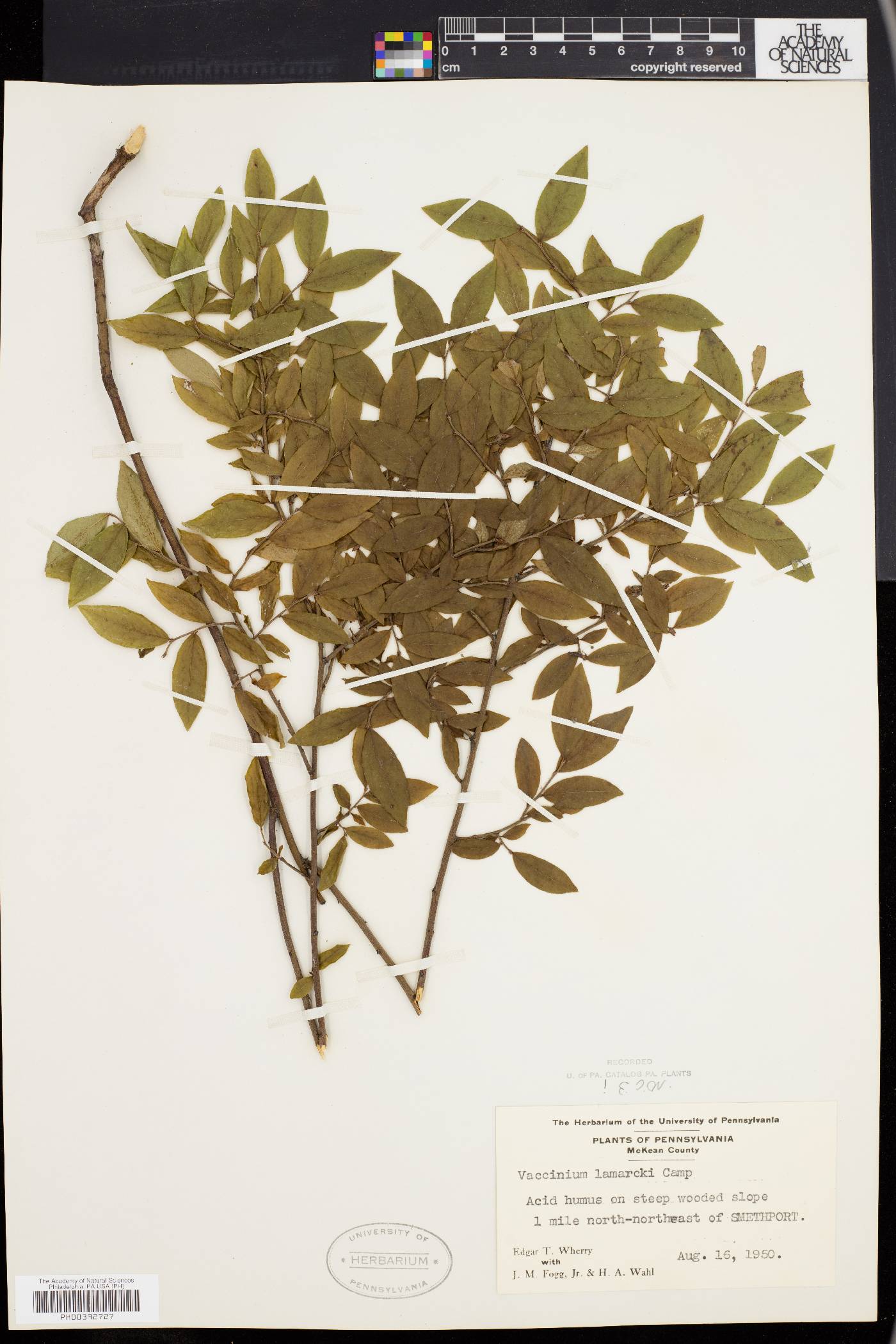 Vaccinium lamarckii image