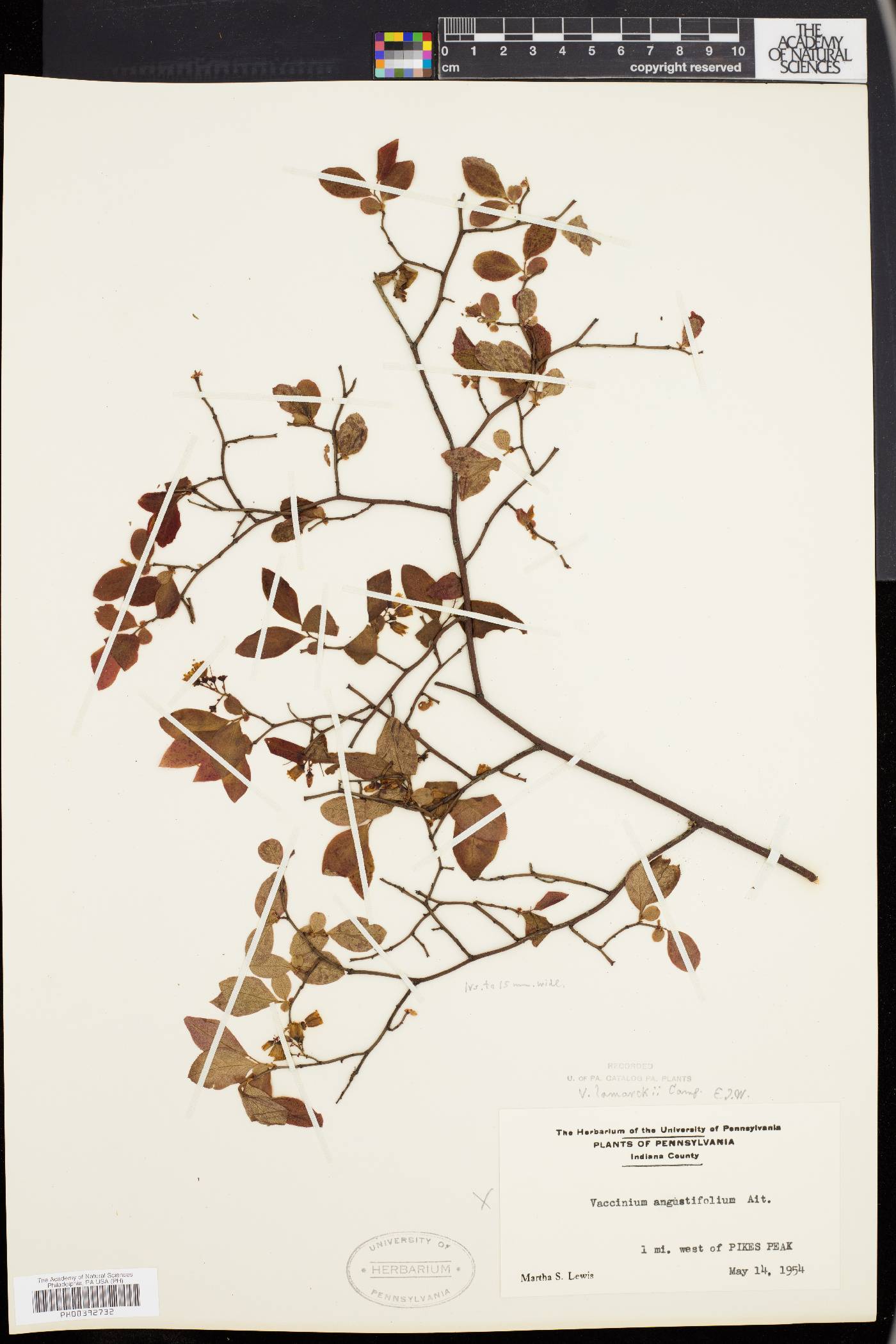 Vaccinium lamarckii image