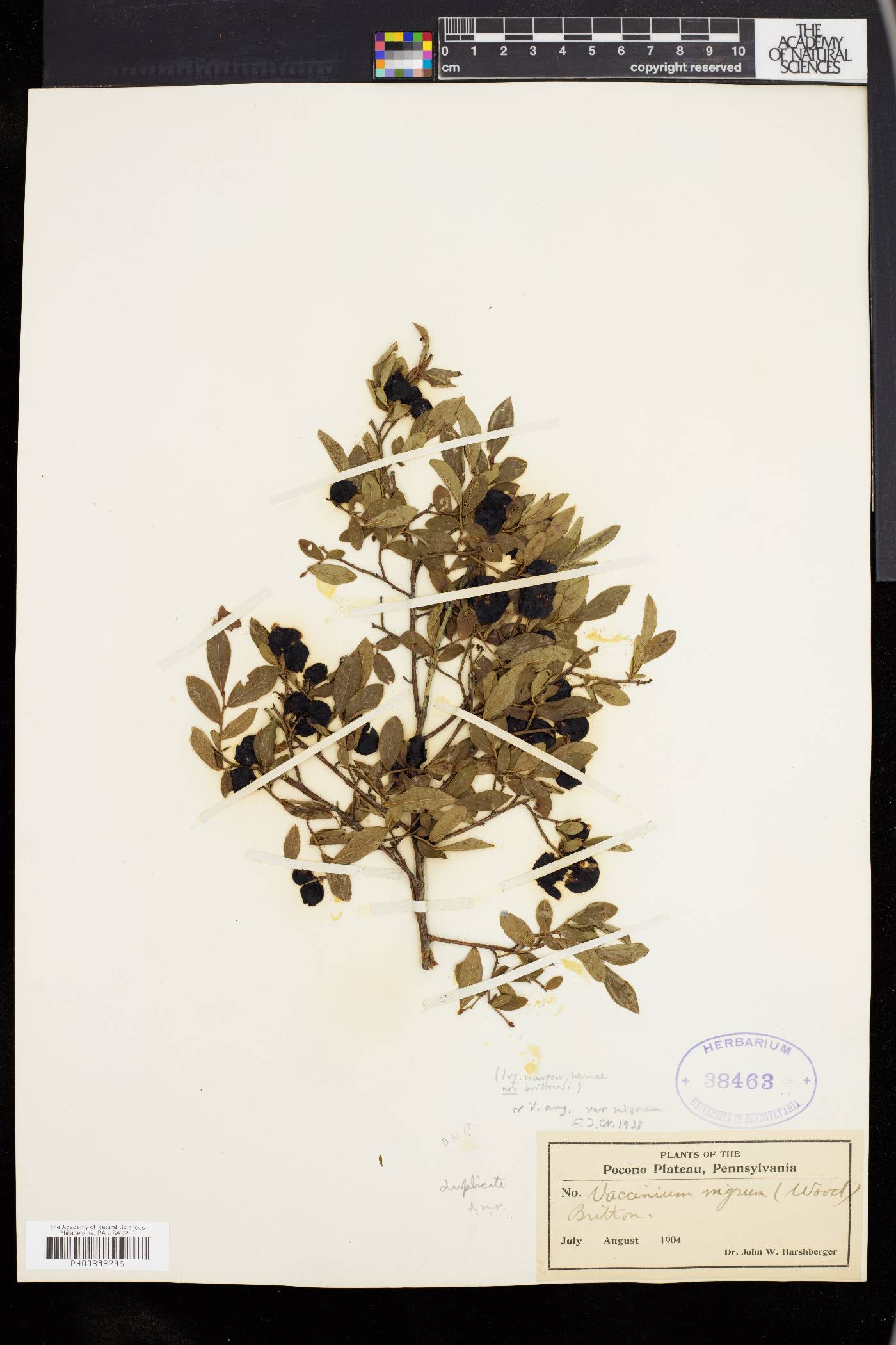 Vaccinium angustifolium var. nigrum image