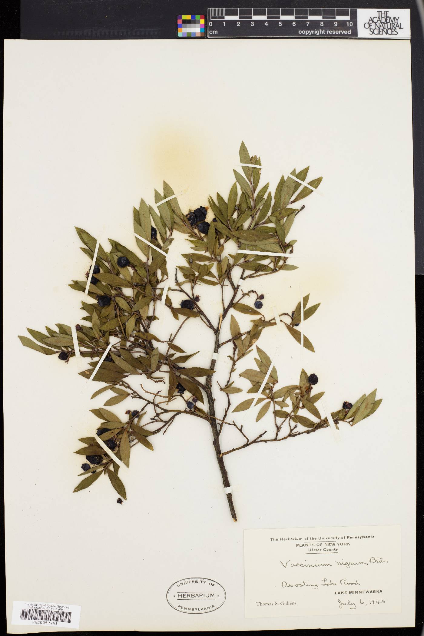 Vaccinium angustifolium var. nigrum image